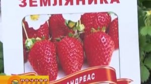 Земляника садовая  Осенняя посадка