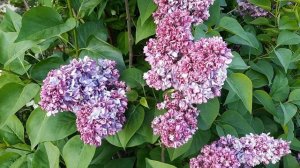 СИРЕНЬ "САЛАВАТ ЮЛАЕВ" В МОЕМ САДУ!