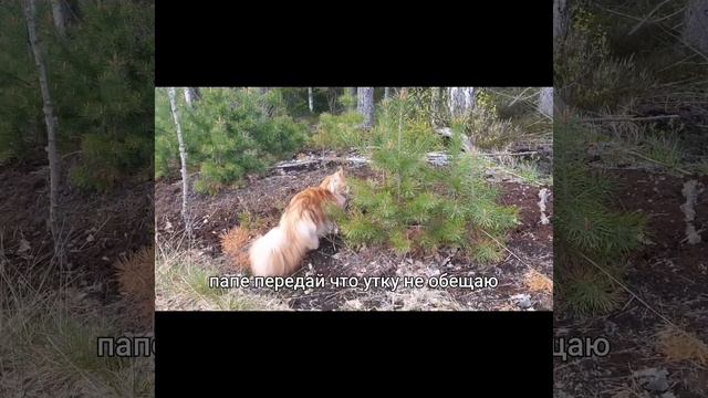 кот мэйн-кун #мэйнкун #кот #bigcat  #mainecoon #viral #рысь #lynx