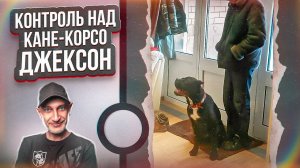 Гости, игры и контроль (Кане -корсо Джексон)