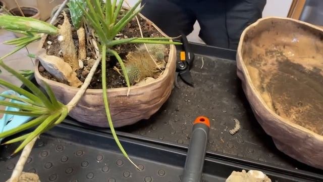 Необычное озеленение. Было и стало. Сравним?