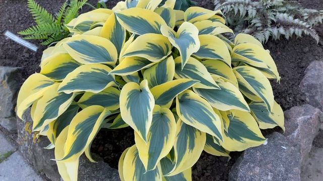 Хоста Hosta Ben Vernooij смотреть онлайн