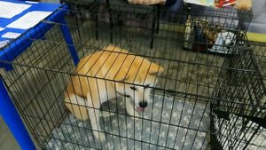 Акита-ину или японская собака акита.