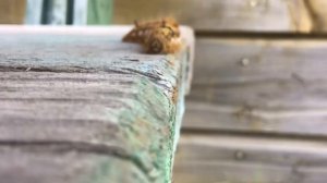 Как ползёт гусеница видео hd 1080