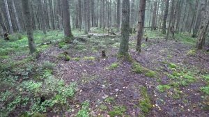Грибы в Ленинградской области. Интересная находка. Сбор грибов.