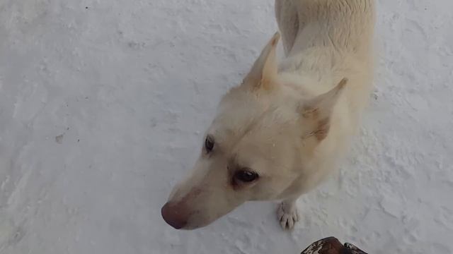 Белкунье уши и всем кушать смотреть онлайн