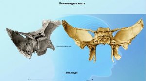 Клиновидная кость (os sphenoidale)