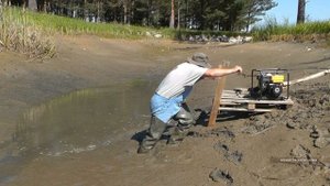 Откачиваю 2 пруда. Один мотопомпой, другой насосами. Выбираю всю рыбу