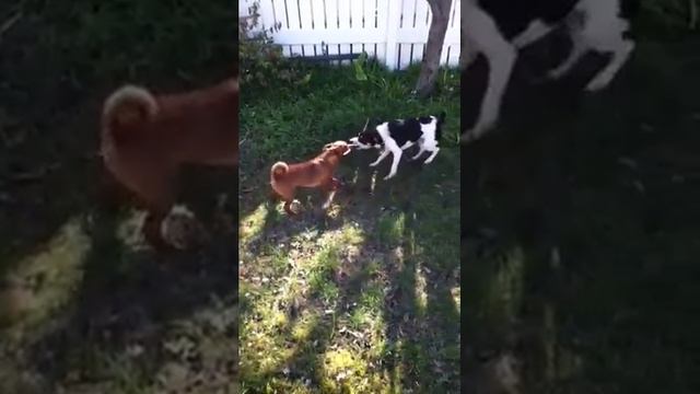 Jack Russell vs. Mini pincher