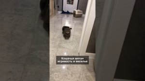 Любимые кошачьи запахи. Почему коты это любят?