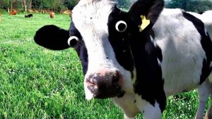 Корова мычит. Звук коровы. Мычание коровы. Cow lowing. Cow mooing. Sounds animals