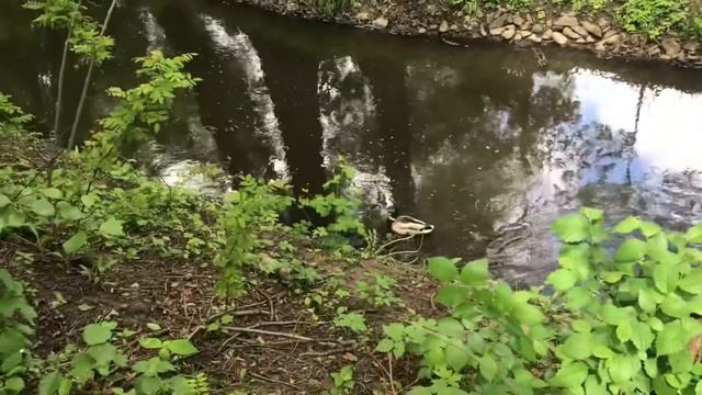 Лысый и Шизанутая! Kwadrat Park | ВПЕРВЫЕ увидели АИСТА смотреть онлайн