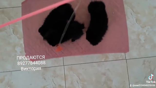 ШПИЦ в Тольятти 89277844088 Виктория смотреть онлайн