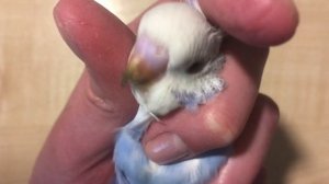 Как узнать пол у птенца волнистого попугая