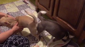 Только для взрослых! Вязка собак чихуахуа. Chihuahua mating. Dog breeding!