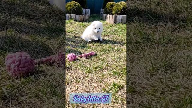 Japanese spitz puppy. Японский шпиц щенки.