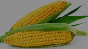 Какая польза от кукурузы для человека?
