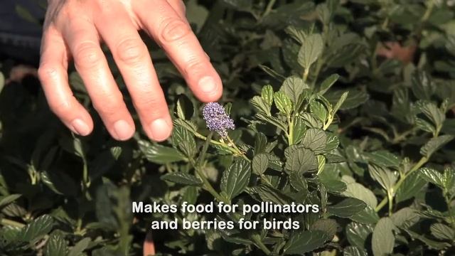 Yankee Point Ceanothus - California Native Garden - Ep.7 смотреть онлайн