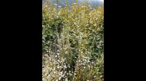 КРУШИНА или ЖОСТЕР  (RHAMNUS)  сем. Крушиновые