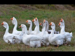 Гуси Лунина Игоря. Экспедиция по гусеводческим хозяйствам №2.