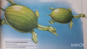 красная книга России животные