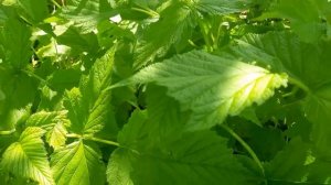 Малина ремонтантная Таруса,Карамелька