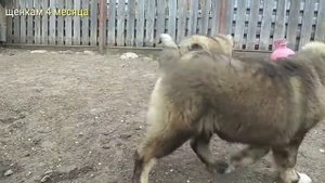 Щенки кавказской овчарки из питомника "КЛИН ТРИО", возраст 4 месяца!