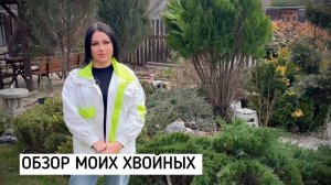 Обзор редких хвойных.