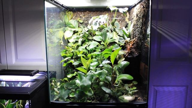 What are the best vivarium lights for growing plants смотреть онлайн