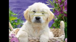 #сднемрождения Красивое поздравление С Днем Рождения! Поздравить с Днем Рожденья! Собачка с цветами