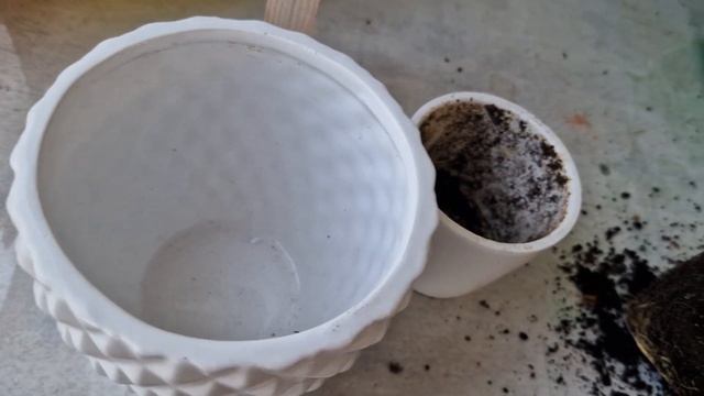 Лемонграсс выращиваем дома. Пересадка лемонграсса смотреть онлайн