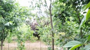 Дюк Призвание как завязался 2020