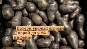 Заболевания картофеля "Гала"