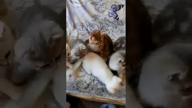 Британские котята. Кот Персик ? приколы с котами. Британская шиншилла. Золотая Британская Шиншилла