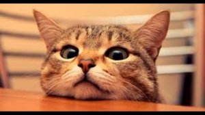 У кошки глисты, как лечить? Лечение и профилактика.