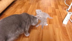 Котята делают первые самостоятельные шаги.