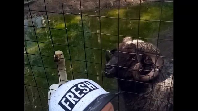 ОТДЫХАЕМ НА ОЛЬГИНО.