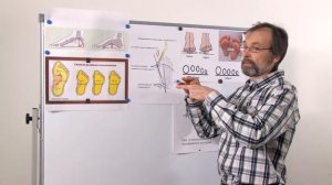 Русская школа ортопедии. Лекция 8. Как определить дефект стопы
