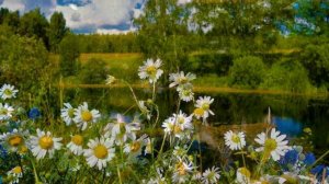 Ромашки для Наташки!  САДко.