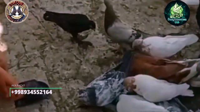 Молодой Юный Голубевод Бухары,Ака Расула Внук,A Young Young Golubevod Of Bukhara,Aka Rasula Grandso смотреть онлайн