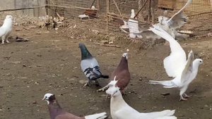 Бакинские широкохвостые голуби