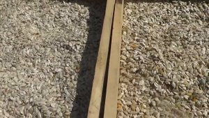 сушка тыквенной семечки