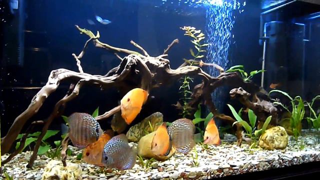 Аквариум на 240 литров с дискусами. смотреть онлайн