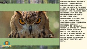 Мир малышам | Развивающие видео для детей | Сова