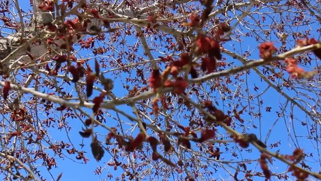 Дерево с сережками. A tree with catkins . смотреть онлайн