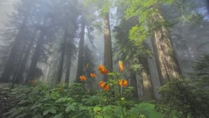 Прекрасная расслабляющая музыка • Спокойная фортепианная и гитарная музыка