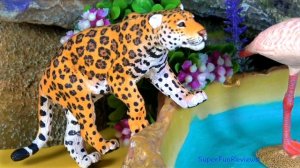 Big Cat Week 2020 - Tiger, Jaguar, Black Jaguar, White Tiger, Black Leopard 13+