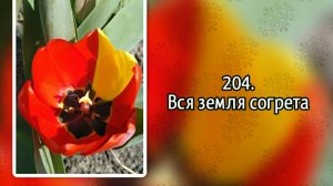 Гимны надежды 204 Вся земля согрета (-)