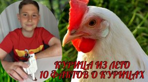 КУРИЦА ИЗ ЛЕГО. 10 интересных фактов про куриц.
