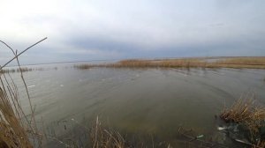 #Уелги БЕШЕНЫЙ ЖОР КАРАСЯ ПЕРЕД ИКРОМЕТОМ! РЫБА СОБРАЛАСЬ К НАМ СО ВСЕГО ОЗЕРА! РЫБАЛКА НА УРАЛЕ!